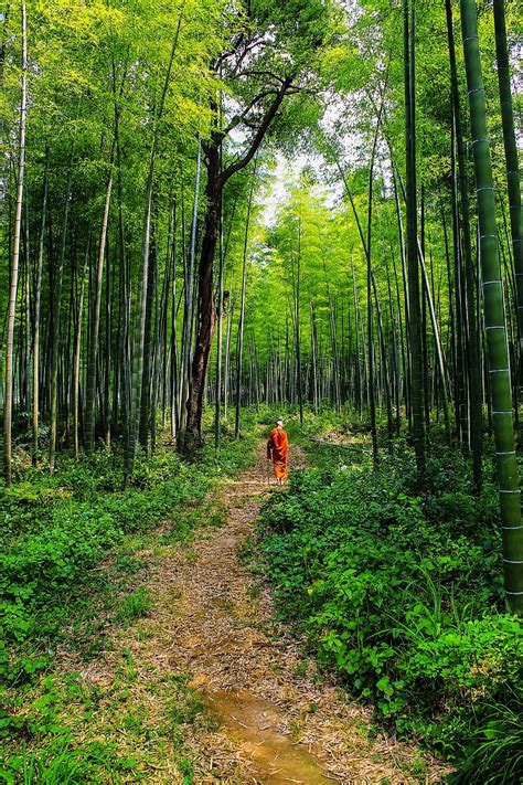 HD wallpaper: Theravada Buddhism, monk in bamboo forest, lone monk ...