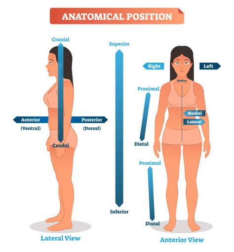 Best Anatomical Position Illustrations, Royalty-Free Vector Graphics & Clip Art - iStock