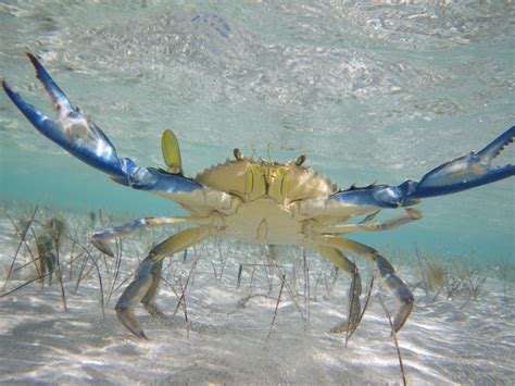 Iguanas and Crabs | Ocean creatures, Sea animals, Under the sea