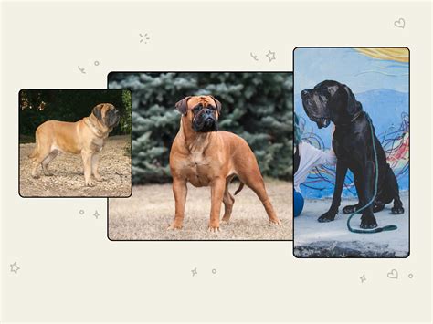 Mastiff dog breed profile