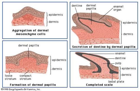 Dermal papilla | anatomy | Britannica.com