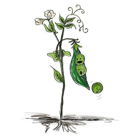 Pea Pod Drawing | Free download on ClipArtMag