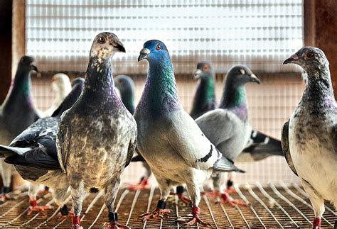 The Art of Racing Pigeons – Texas Monthly