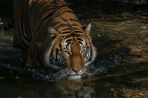 10 Animals Found in Malaysia - WorldAtlas