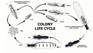 Subterranean termites | life cycle - Pest King