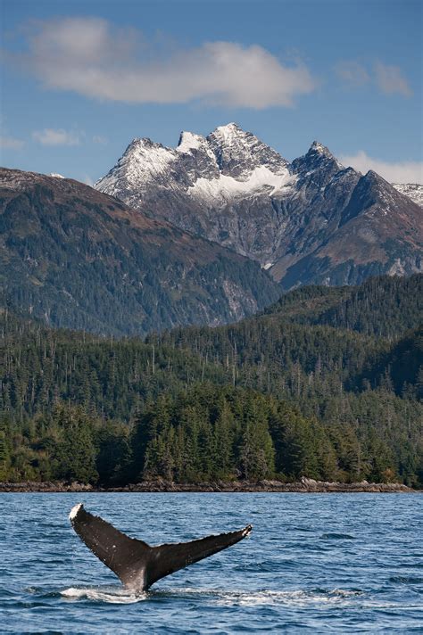 Humpback Whale | Wildlife | Wild Alaska Live