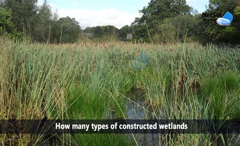 How many types of constructed wetlands - Netsol Water