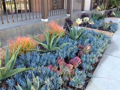 Succulent landscaping, Drought tolerant garden, Succulent landscape design