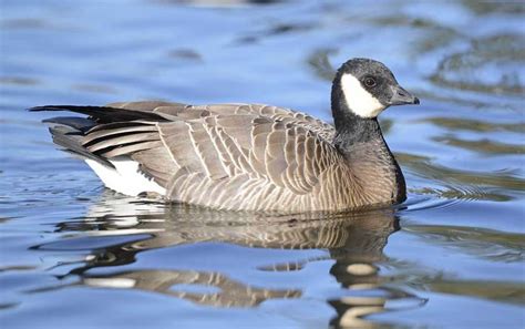 Cackling Goose - Profile | Facts | Habitat | Fly | Egg | Migration ...