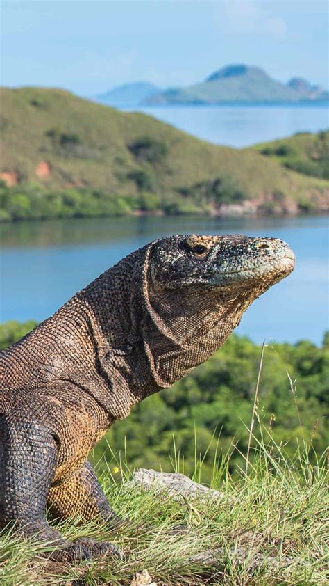 Komodo National Park: Visit Komodo, and see Komodo Dragons