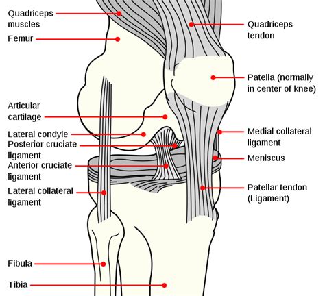 Patella Injuries in NBA History (And Other Sports) - Blazer's Edge