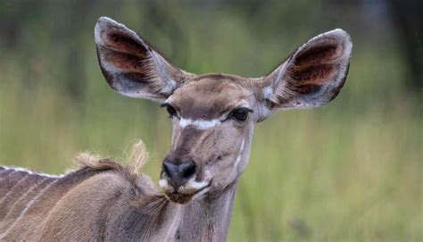 19 Awesome Animals With Big Ears (Pictures + Fun Facts)