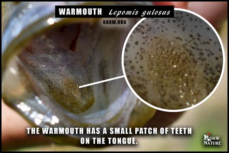 Warmouth (Lepomis gulosus) — Koaw Nature