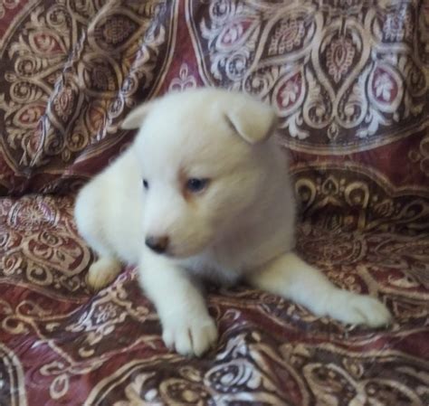 For Sale: White Miniature Siberian Husky Female with Blue Eyes - Miniature Siberian Huskies