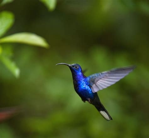 hummingbird blue Little Birds, Small Birds, Tiny Bird, Pretty Birds, Beautiful Birds, Howler ...