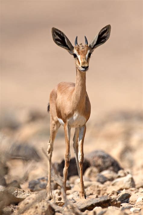 Dorcas Gazelle or Ariel Gazelle (Gazella dorcas) Vulnerable - found on grassland, steppe, wadis ...