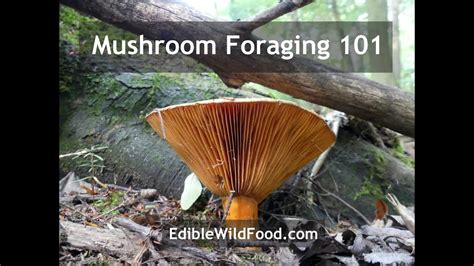 Mushroom Foraging 101 - How to Forage for Wild Fungi - YouTube