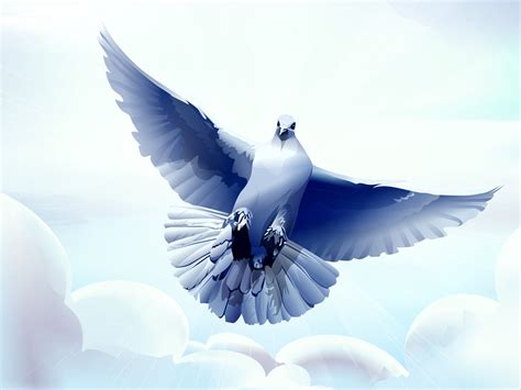 320x290 dove, bird, flying 320x290 Resolution Wallpaper, HD Vector 4K Wallpapers, Images, Photos ...