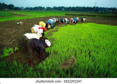 November112017traditional Kerala Agriculture Kerala Farming Palakkad ...