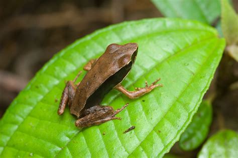 Frog On Leaf