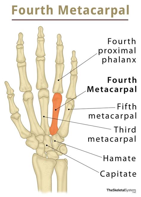 Fourth Metacarpal: Definition, Location, Anatomy, Diagram