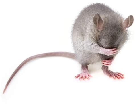 Dancing Rats Show How the Brain Learns, Perfects, Then Unconsciously ...