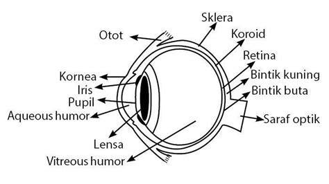 Mengenal Bagian Mata Manusia Dari Luar Sampai Dalam Kelas Pintar - Riset