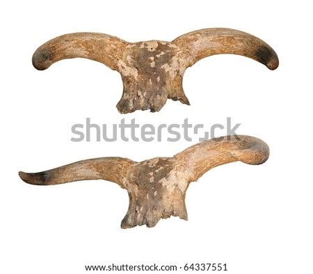 Ancient Horns Of Aurochs Stock Photo 64337551 : Shutterstock