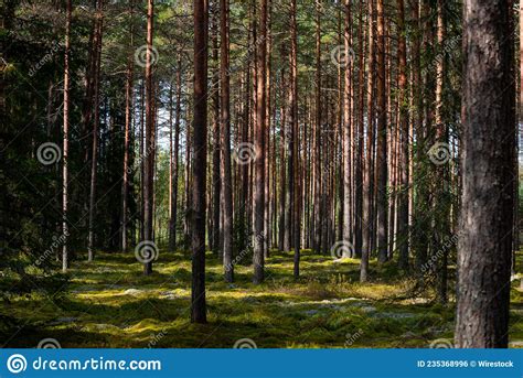 Beautiful Forest with Tall Thin Trees Stock Photo - Image of beauty ...