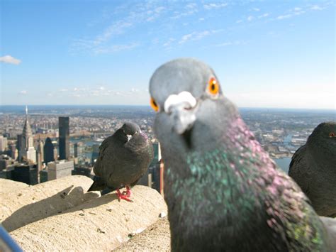 Pigeon with New York Skyline in the background | Pigeon with… | Flickr