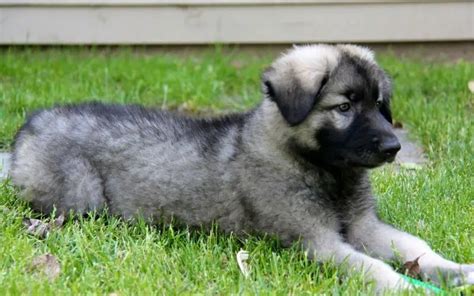 Where to Find Shiloh Shepherd Puppies for Sale - Dogable