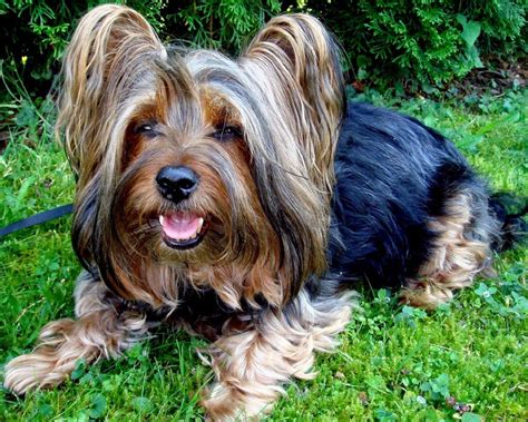 Australian Silky Terrier Breed Guide - Learn about the Australian Silky Terrier.