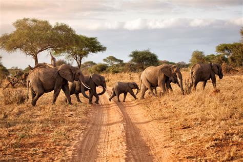 Auf Afrika-Safari: wilde Tierwelten entdecken | DERTOUR