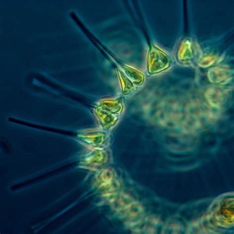 Metabolic ecology of microbial communities: from simple experiments to ...