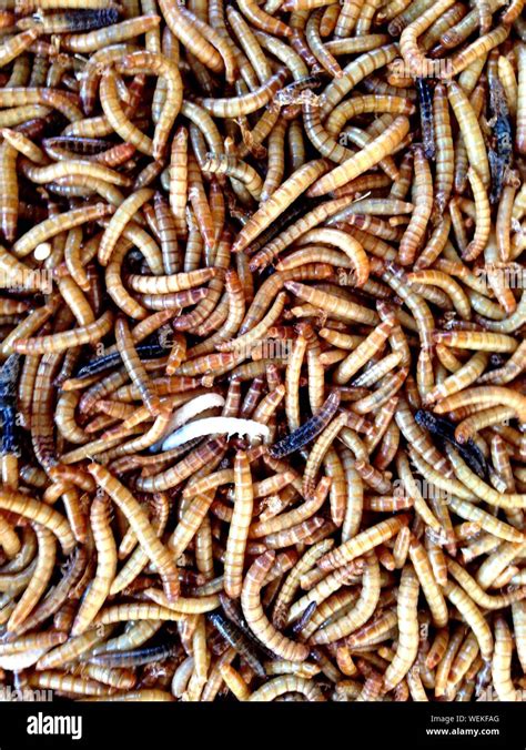 Maggots High Resolution Stock Photography and Images - Alamy