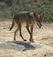 Coyote - Wikipedia