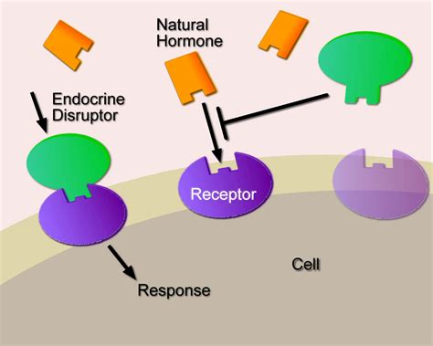 EU policy on endocrine disruptors | European Parliamentary Research Service