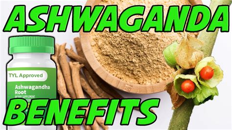 Ashwaganda Benefits – So Many Studies! Does Ashwaganda Raise Testosterone Levels? – Testosterone ...