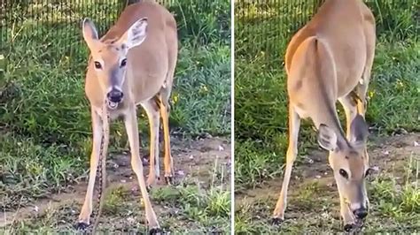 A deer is recorded eating a snake