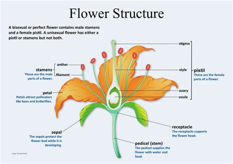 Flower Anatomy And Functions