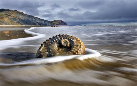 Fossils on Jurassic Coast. By: Richard Austin | Beaches in the world, Jurassic coast, Nc beaches