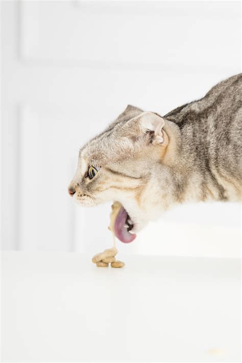 5 Reasons Why Is Your Cat Vomiting After Every Meal