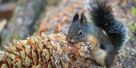 Do Squirrels Eat Pine Cones? Discover the Nutritious Facts!