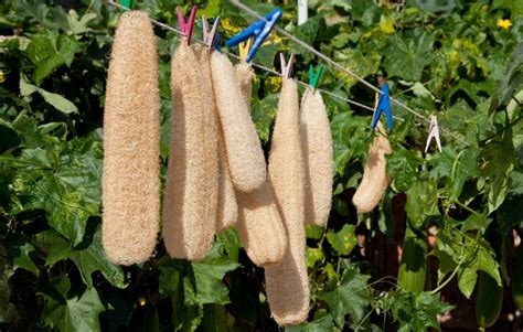 Grow Your Own Useful Loofah | Gardening | DIY Project – Hoselink