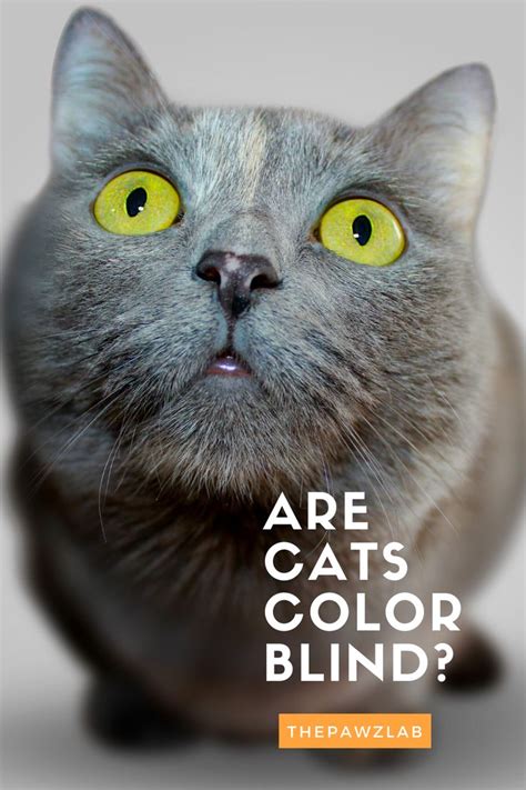 Do Cats See Color | What Color Can Cats See | Feline Vision in 2021 ...