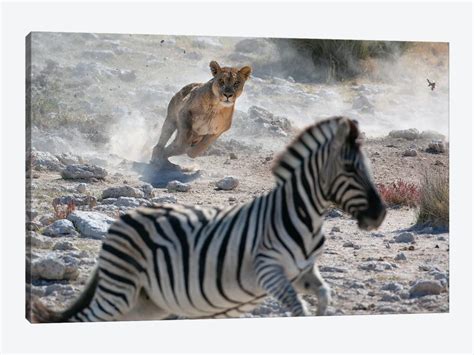 Lion Hunting Zebra Canvas Art Print by Mogens Trolle | iCanvas