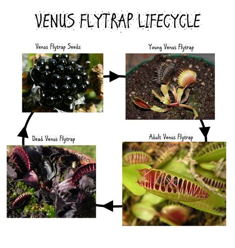 Venus Flytrap #venusflytrap #lifecycle | Venus fly trap, Venus, Venus fly trap care