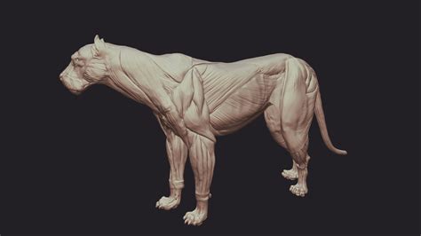 Lion Anatomy - Buy Royalty Free 3D model by SA Anatomy (@saanatomy) [b61cff6] - Sketchfab Store