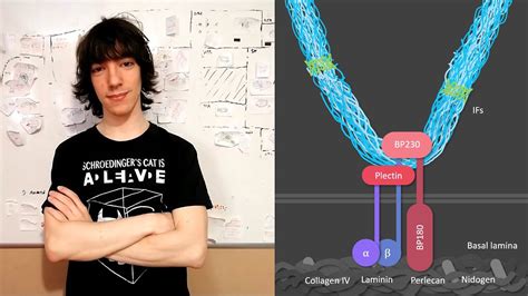 Hemidesmosomes: Structure and Function - YouTube