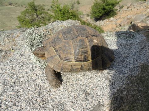 Frumusetile naturii: Broasca testoasa de uscat - "testoasa dobrogeana" (Testudo graeca ibera)